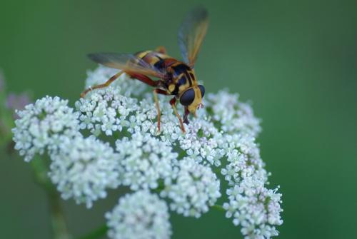 Réf. 237 241 : Milesia crabroniformis